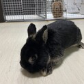 ネザーランドドワーフ
