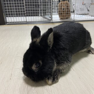 ネザーランドドワーフ