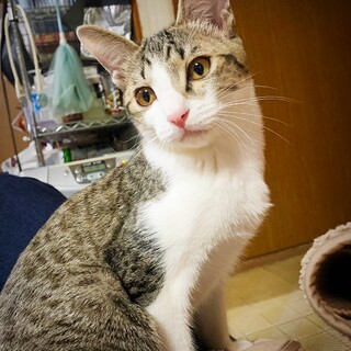 ネコとも人ともよく遊ぶ 甘えん坊の ずんだ君