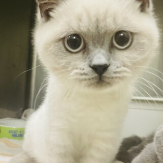 心臓病あり。ブリティッシュ推定5ヶ月の女の子♡