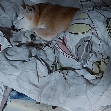 (。-ω-)zzzゆづ樹ちゃんありがと( ´ー`)気にしないでがんばるねo(｀^´*)　つゆくん( ´ー`)お花見♪楽しみだね♪(´ω｀ )zzZ