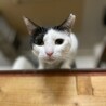 和風美人でスレンダーな甘えん坊 サムネイル2