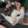 和風美人でスレンダーな甘えん坊 サムネイル4