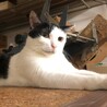 和風美人でスレンダーな甘えん坊 サムネイル6