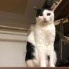 和風美人でスレンダーな甘えん坊 サムネイル7