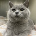 心臓病あり。ブリティッシュ推定5ヶ月男の子♡