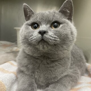 心臓病あり。ブリティッシュ推定5ヶ月男の子♡