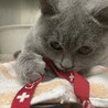 心臓病あり。ブリティッシュ推定5ヶ月男の子♡ サムネイル2