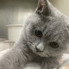 心臓病あり。ブリティッシュ推定5ヶ月男の子♡ サムネイル3