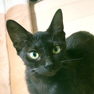 ゴロスリ♡人が大好きな黒猫女子