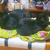 ゴロスリ♡人が大好きな黒猫女子 サムネイル4