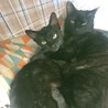 ゴロスリ♡人が大好きな黒猫女子 サムネイル5