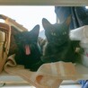 ゴロスリ♡人が大好きな黒猫女子 サムネイル6