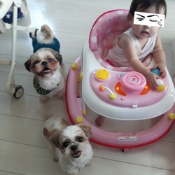 「犬の母子手帳を見返していると、、」サムネイル2