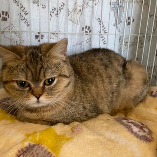 かまってちゃんのリボン