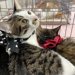 保護猫譲渡会　名古屋市名東区 サムネイル2