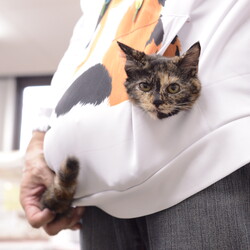 保護猫譲渡会　名古屋市名東区 サムネイル3