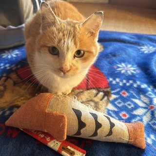 11ヶ月　茶白の男の子