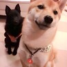 じょんろで