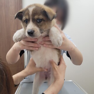 ミックス犬　 3ヶ月　