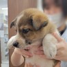 ミックス犬　 3ヶ月　 サムネイル2