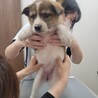 ミックス犬　 3ヶ月　 サムネイル5