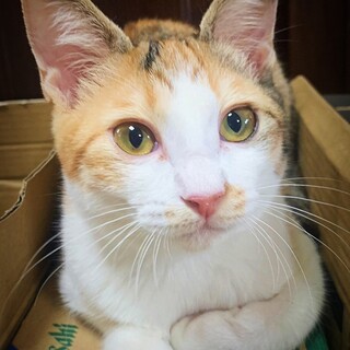 眠いと甘えてきます　ひとりでも楽しく遊ぶ　よもぎ