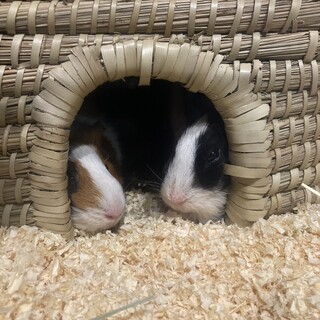 モルモット2匹
