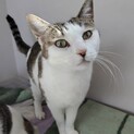 人間大好き◎甘えん坊のみみちゃん♀