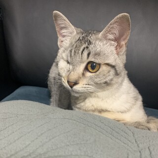 3ヶ月位のオス甘えん坊です