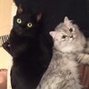 りっちー