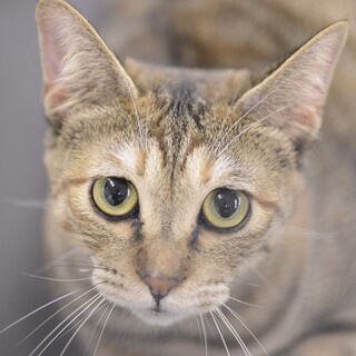 キジトラ　子猫