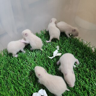 キンクマハムスターの里親募集