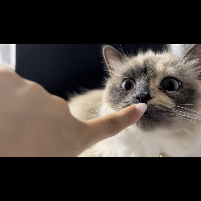 なるやめそのカバー写真