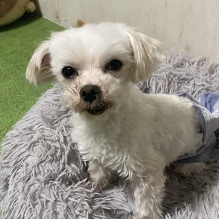 とても人懐っこい、小さな男の子ペコくん