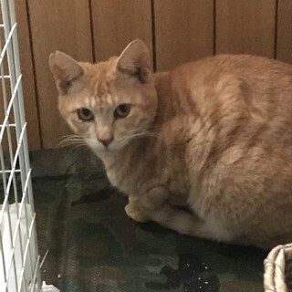 大人しくて穏やかな女の子です！