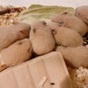 キンクマハムスターの赤ちゃん サムネイル2