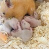 キンクマハムスターの赤ちゃん サムネイル3