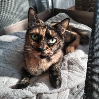 ツンデレの ここ那♀