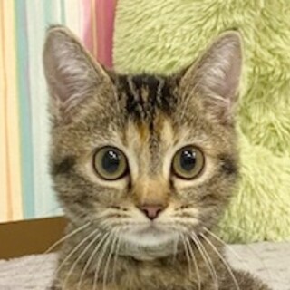 優しくて甘えん坊なマンチカン女の子