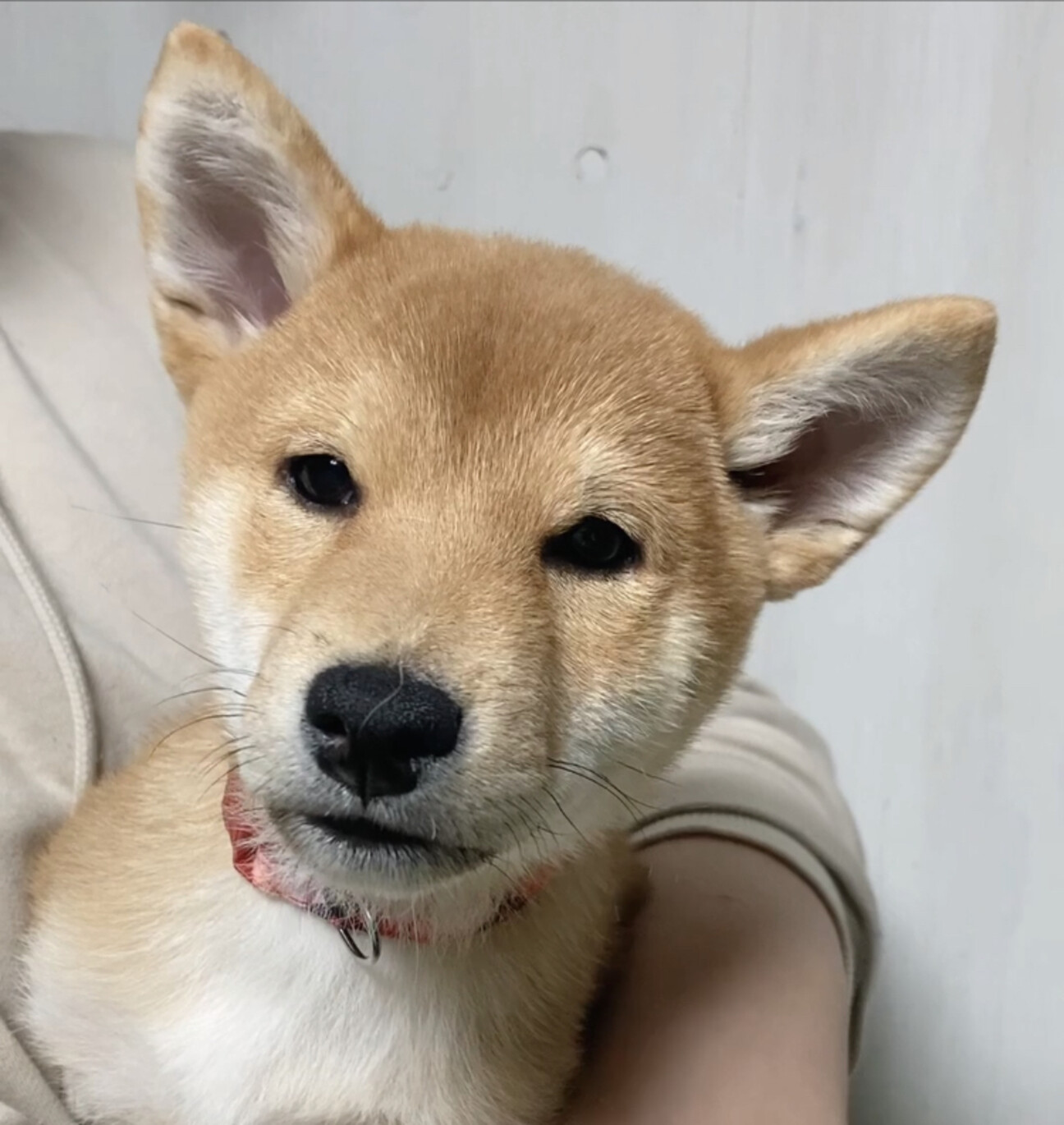 豆柴こつぶくん(生後3ヶ」神奈川県 - 犬の里親募集(485651