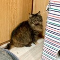 長毛ふわふわの穏やかな女の子