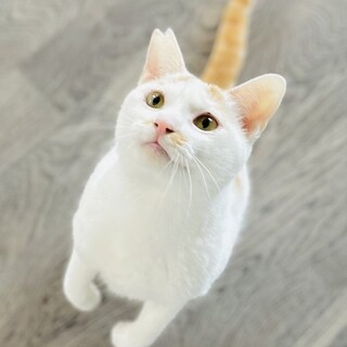 2022.4月生 白茶♂滉くん♡甘えん坊