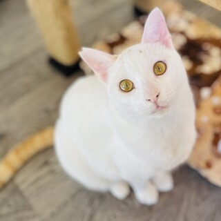 2022.4月生 白茶♂薫くん♡甘えん坊