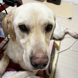 活発なラブラドール女の子