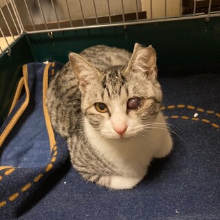 震災猫　綺麗なブルーの目のシャムミックス