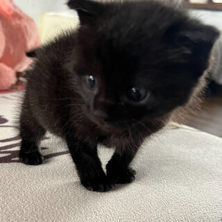 かわいいちびっこパンサー⭐︎ゆたかくん