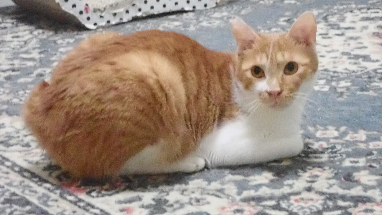 人なれしている大人しい茶白♪ちゃちゃくん ２歳 サムネイル2