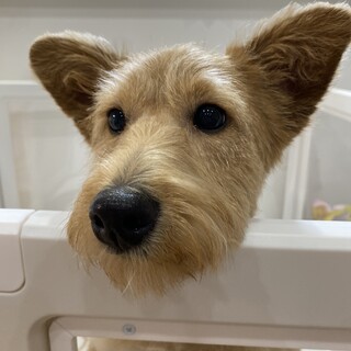 トイプードルとポメラニアンのMIX