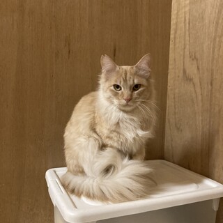 多頭飼育崩壊レスキュー　チャイ太　